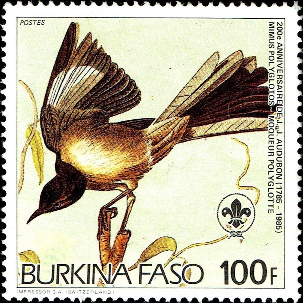 Northern Mockingbird (Mimus polyglottos)