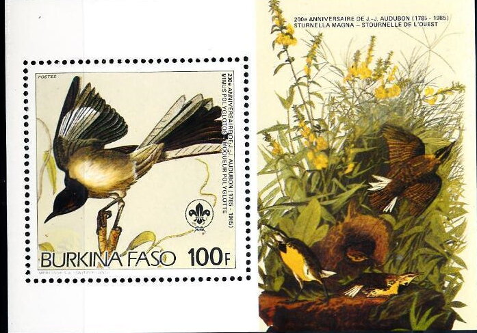 Northern Mockingbird (Mimus polyglottos) & Sturnella magna