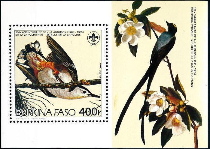 Sitta carolinensis & Muscivora Tyranus
