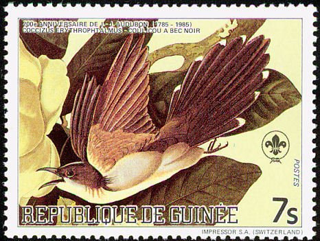 Black-billed Cuckoo (Coccyzus erythropthalmus)