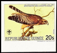Red-shouldered Hawk (Buteo lineatus)