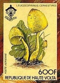 Leucocoprinus cepaestipes