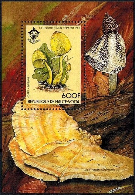 Leucocoprinus cepaestipes