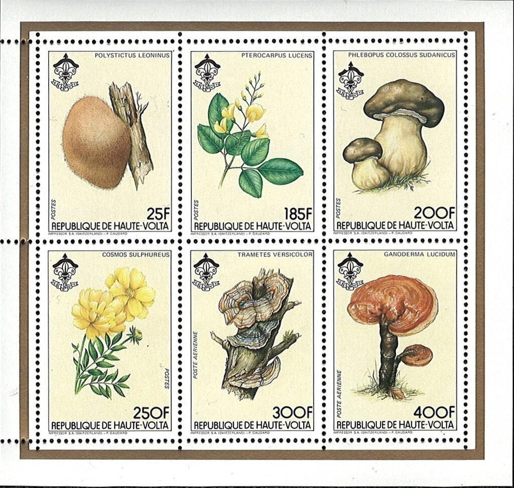 Mushrooms & Flowers