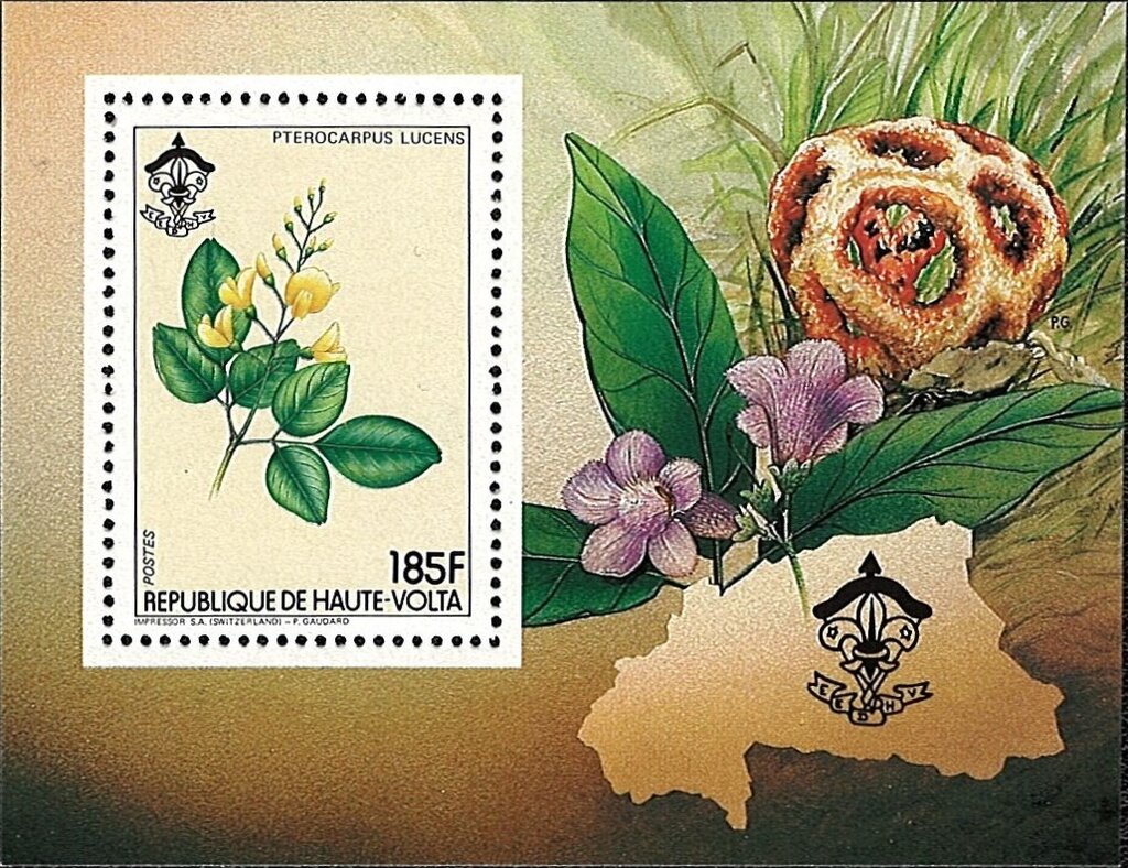 Pterocarpus lucens
