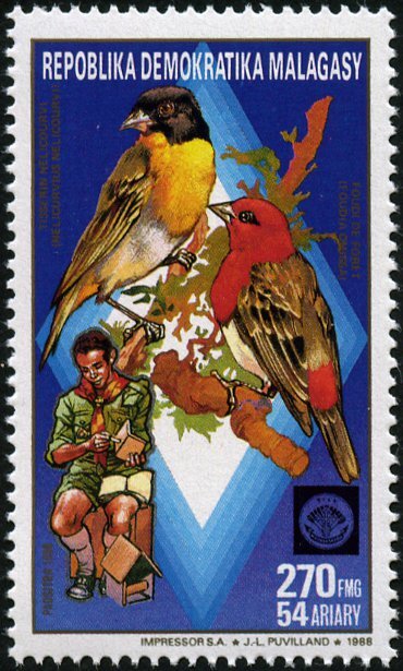 Foudia omissa and Nelicurvius nelicourvii