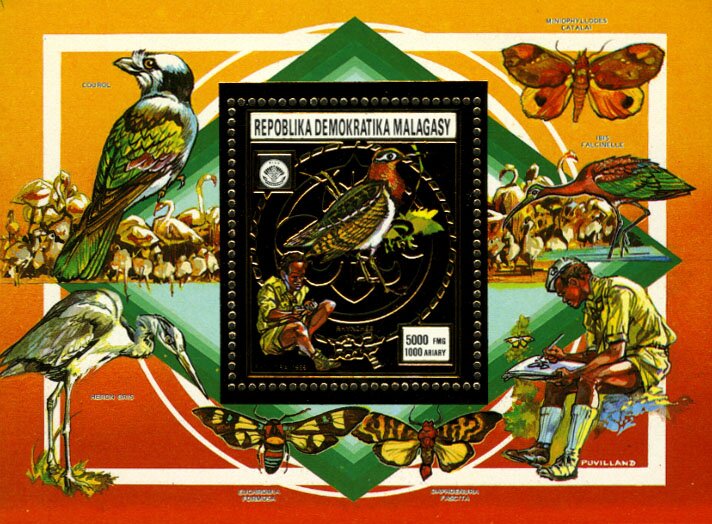 Greater painted-snipe (Rostratula benghalensis)