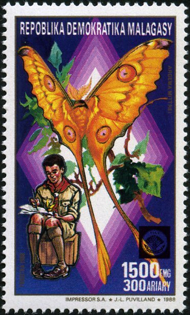 Madagascan moon moth (Argema mittrei)