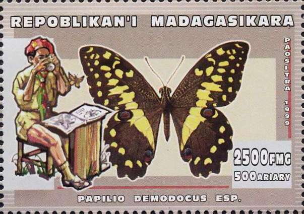 Citrus swallowtail (Papilio demodocus)