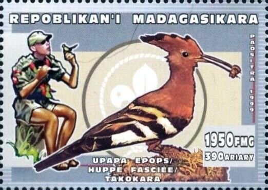Common Hoopoe (Upupa epops)