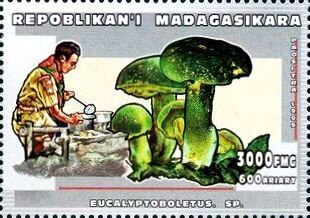 Eucalyptoboletus sp.