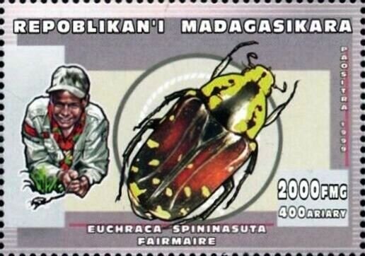 Euchraca spininasuta
