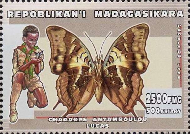 Madagascar Green-veined Charaxes (Charaxes antamboulou)