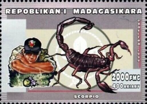 Scorpio sp.