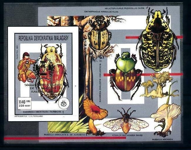 Flower Chafer (Euchroea oberthurii)