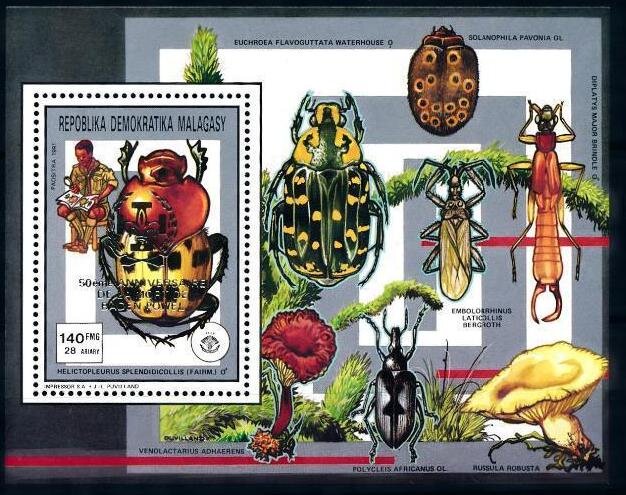 Splendid-necked Dung Beetle (Helictopleurus splendidicollis)
