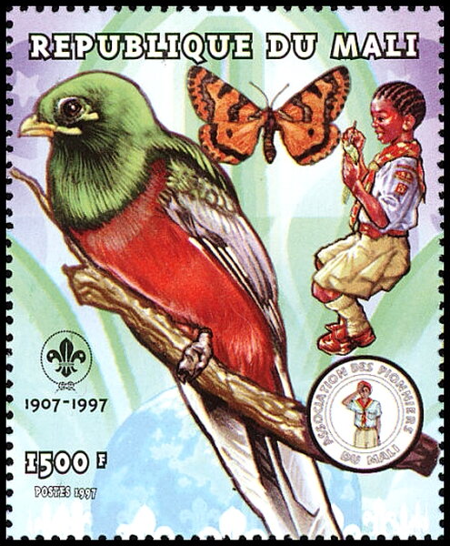 Narinatrogon (Apaloderma narina)