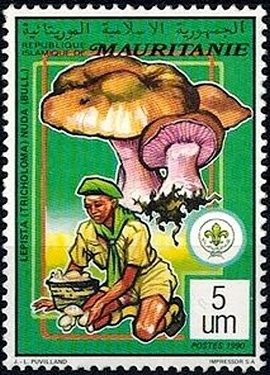 Picking Mushrooms