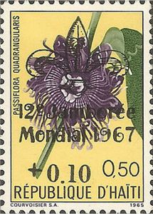 Passiflora quadrangularis — 0,50+0,10