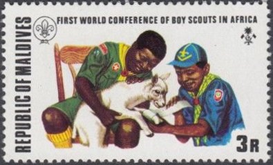 Scouts treating an injured lamb