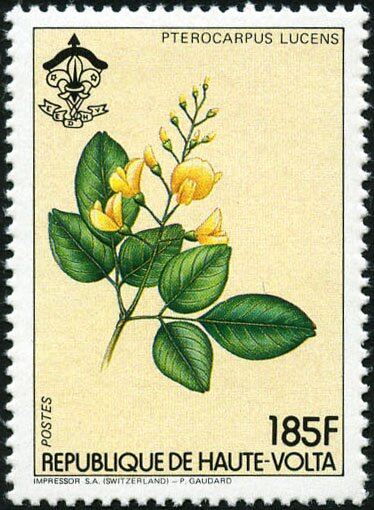 Pterocarpus lucens