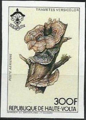 Trametes versicolor