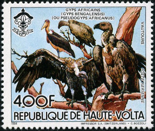 White-Backed Vulture (Gyps africanus)