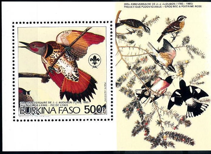 Asyndesmus lewis & Pheuctieus pidovicianus