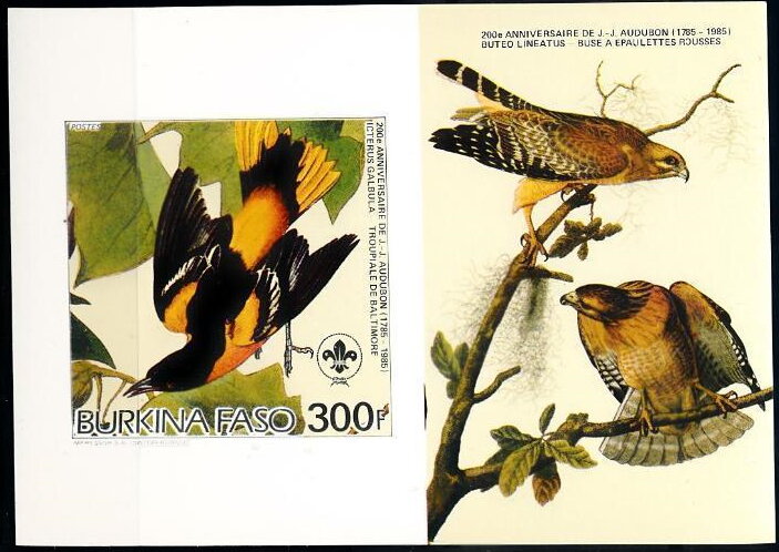 Baltimore Oriole (Icterus galbula)
