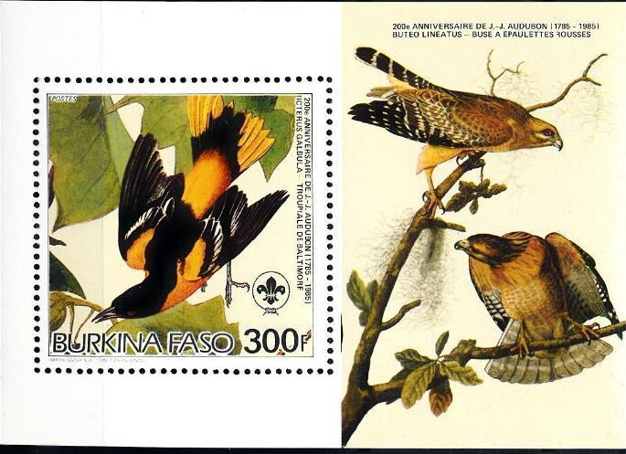 Baltimore Oriole (Icterus galbula) & Buteo lineatus