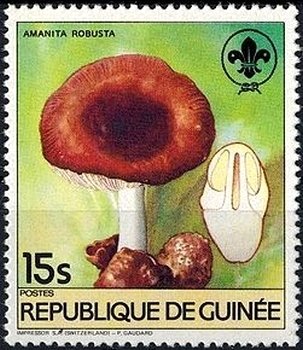 Amanita robusta