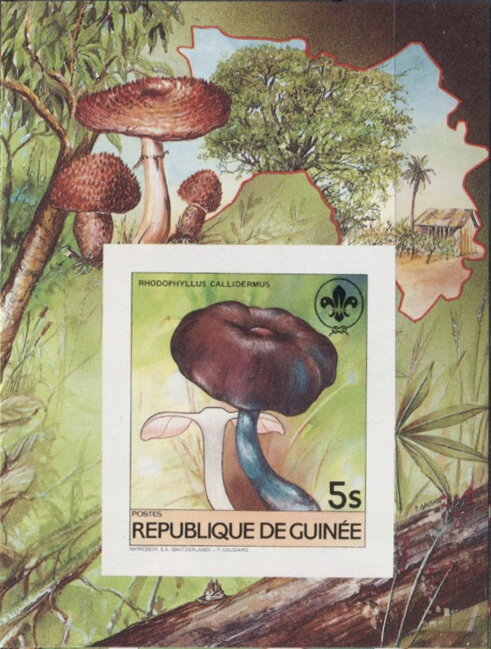 Rhodophyllus callidermus