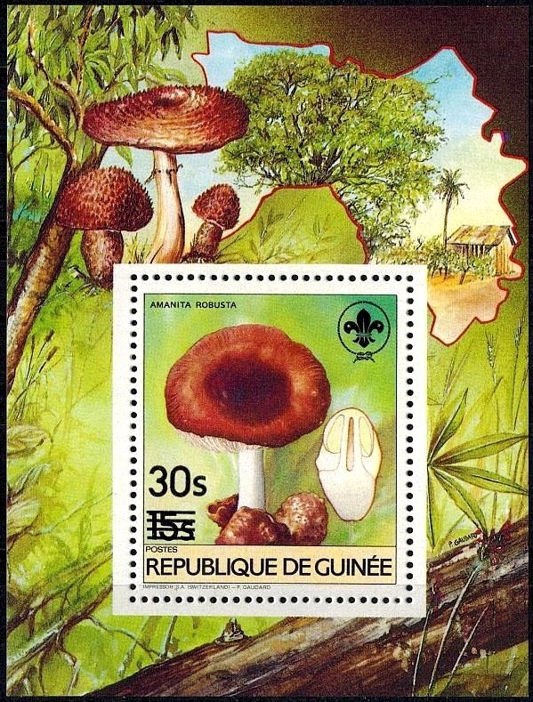 Amanita robusta