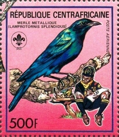 Splendid Starling (Lamprotornis splendidus)