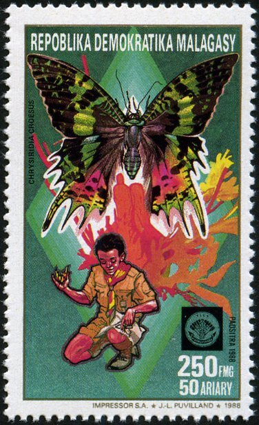 East African Sunset Moth (Chrysiridia croesus)