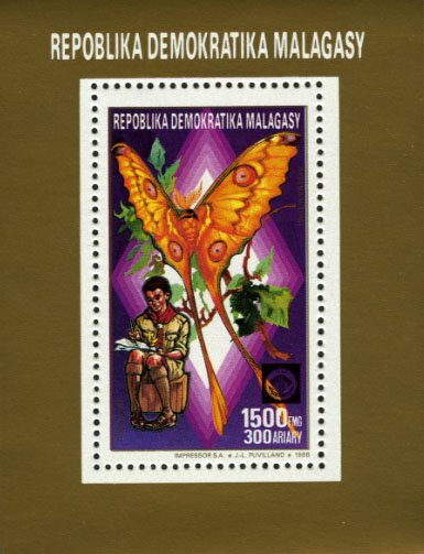 Madagascan moon moth (Argema mittrei)
