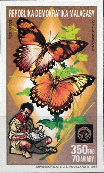 Papilio dardanus
