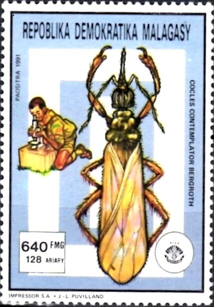 Unique-headed Bug (Cocles contemplator)