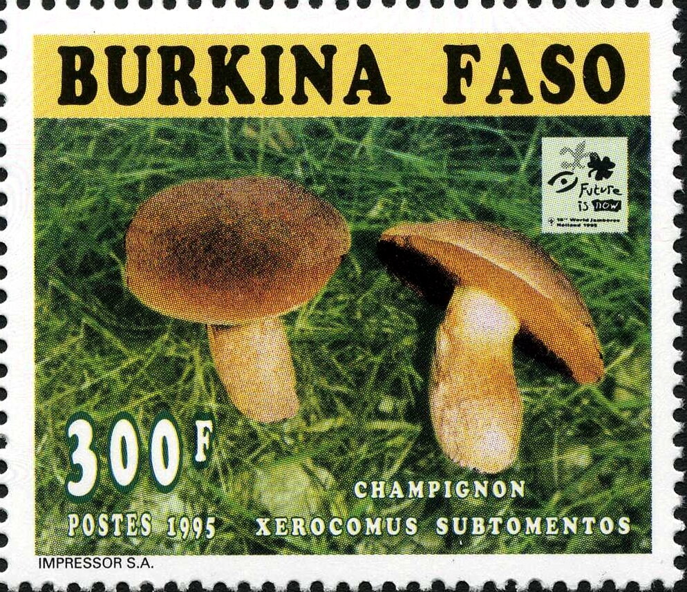 Xerocomus subtomentos
