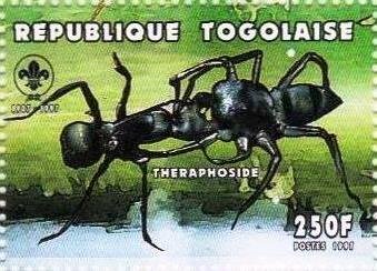 Theraphosis sp.