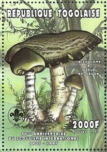 Tricholoma saponaceum