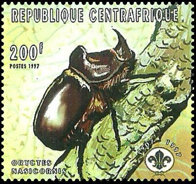 Oryctes nasicornis
