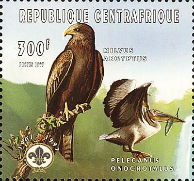 Black Kite (Milvus aegyptus), Great White Pelican (Pelecanus