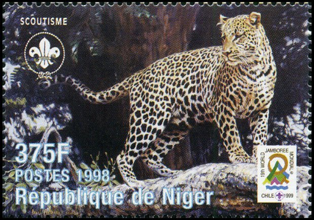 Leopard (Panthera pardus)