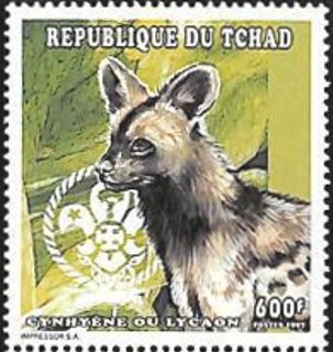 Lycaon pictus