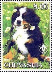 Bernese Mountain Dog