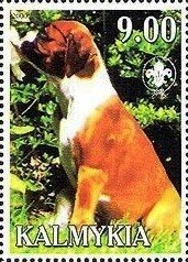 Boxer (US)