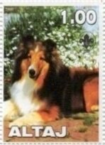Dogs - Shetland Sheepdog