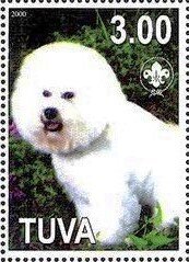 Dogs - Bichon Frize