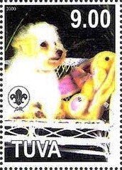 Dogs - Bichon Frize